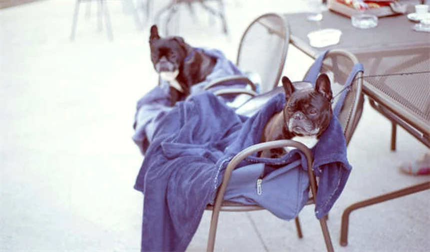 犬のしつけに暴力は逆効果！科学的に証明された優しいトレーニング法5選