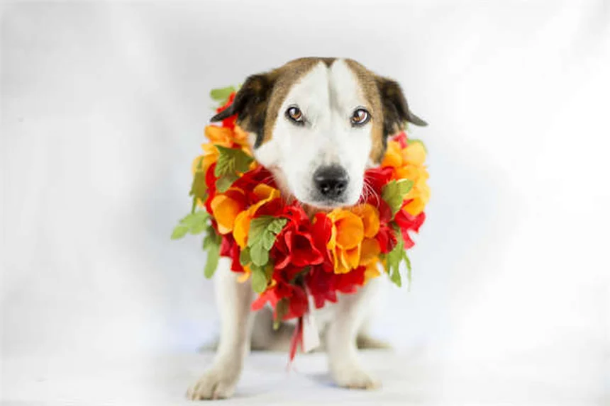 ウサギの消化管異物トラブル｜症状と対処法を獣医が解説